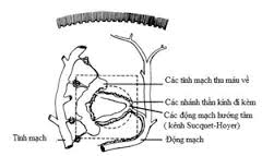 Bất thường hình thái móng tay: 1 dấu hiệu chỉ điểm của u cuộn mạch